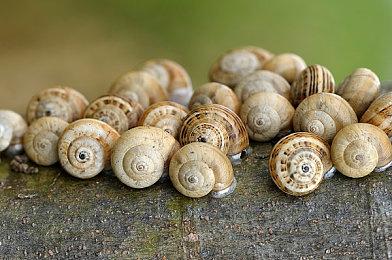 《阿凡达：潘多拉边境》上线PS商店 或有合作模式